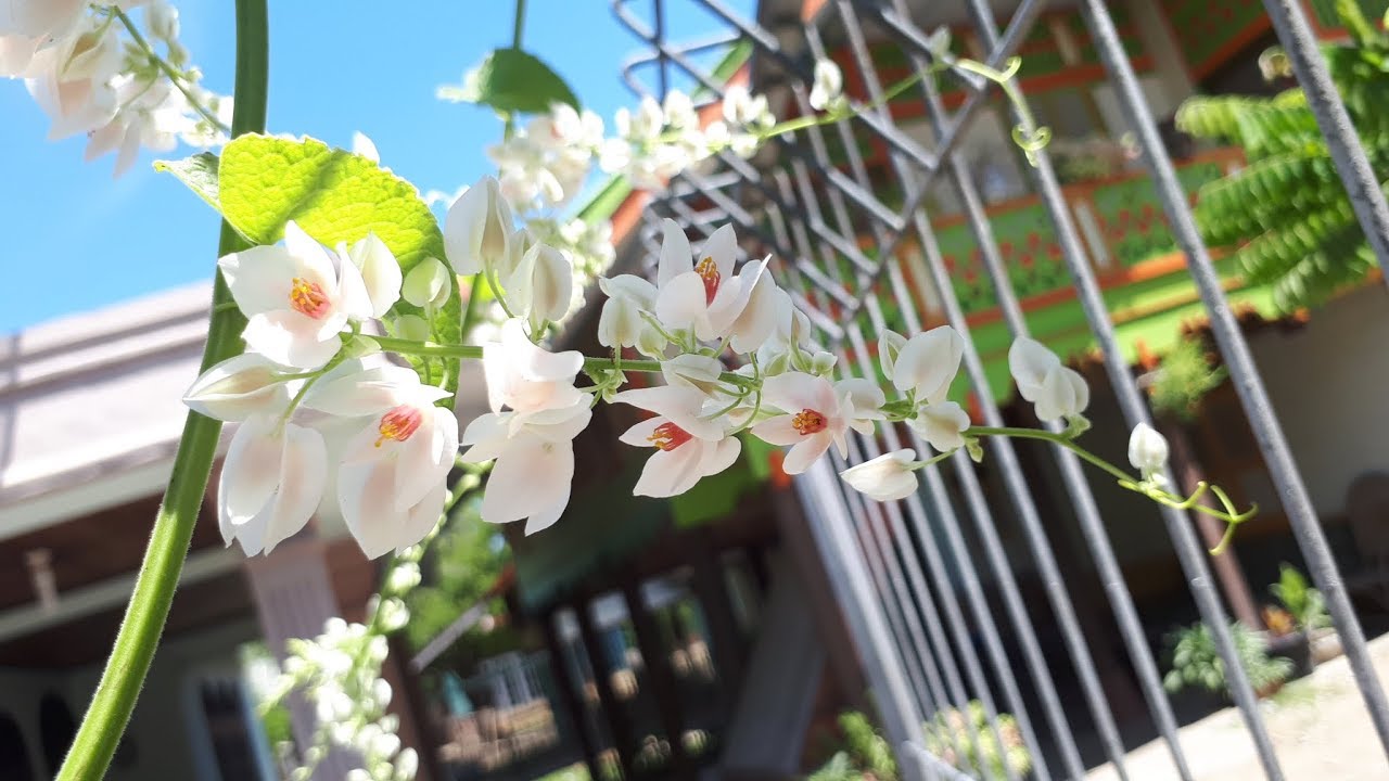 Antigonon Leptopus Plant - Beautiful White Flower