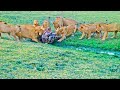 Desperate Lions Catch Crocodile to Feed Cubs