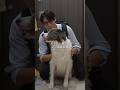 犬と二人暮らし29歳会社員#会社員 #ボーダーコリー #犬のいる生活