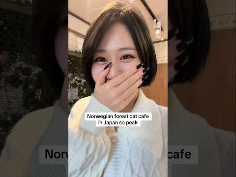 Cat cafes in Japan is so peak???