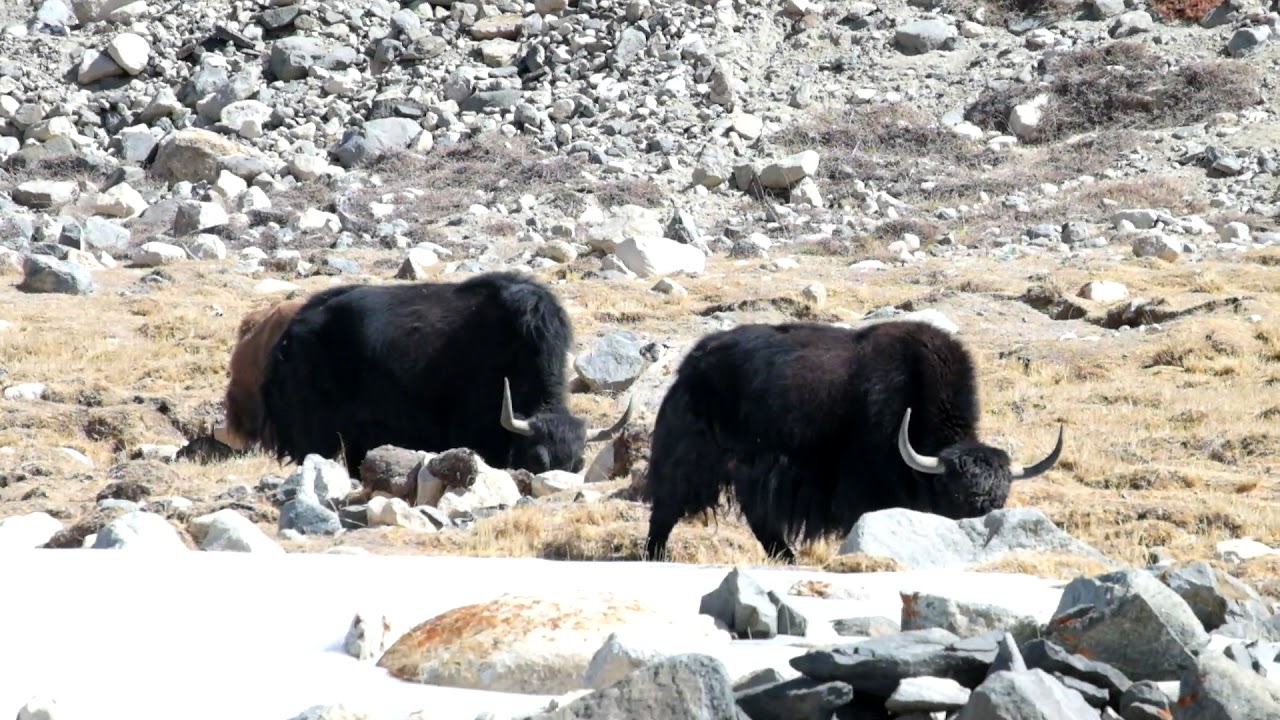 อินเดีย ณ Leh Ladakh india (Himalaya) - YouTube
