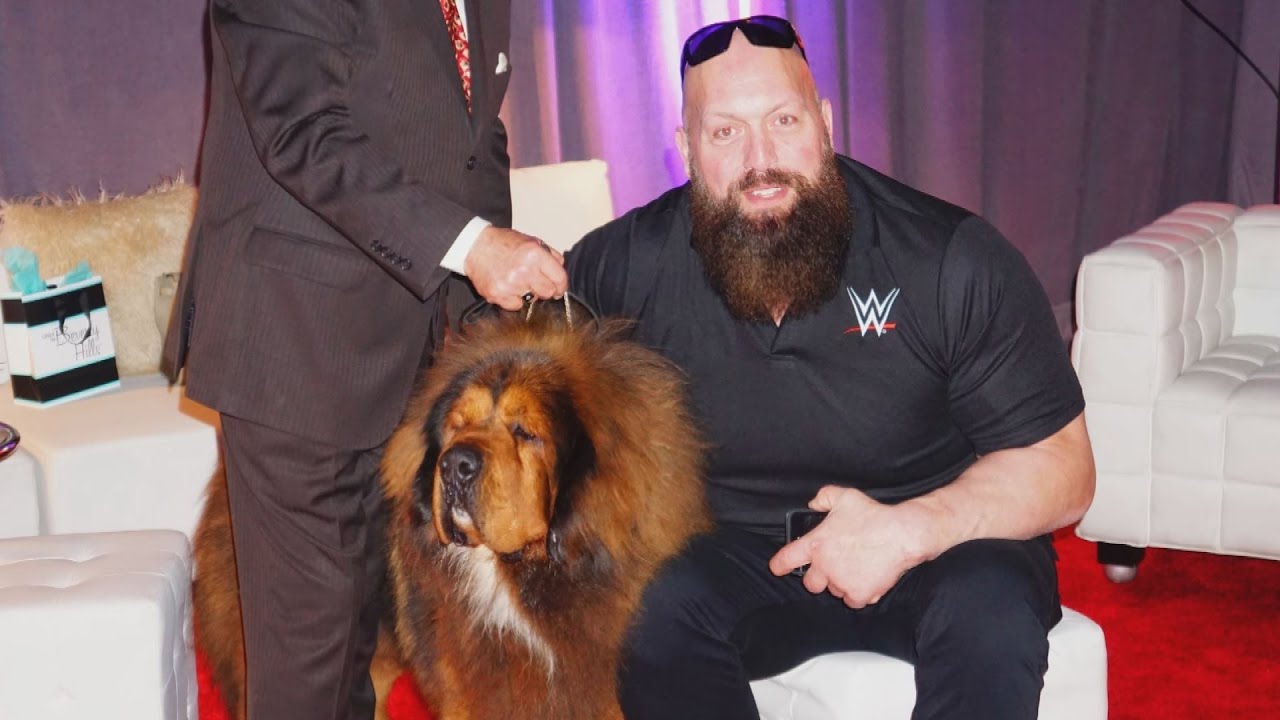 reptiles for sale online