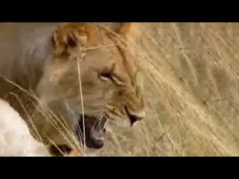 Lions vs Spitting Cobra - BBC wildlife