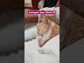 Bukan JABLAI (Cuma Manjah aja hihihi 😸😻 )  #cat #short #kucing #kucinglucu