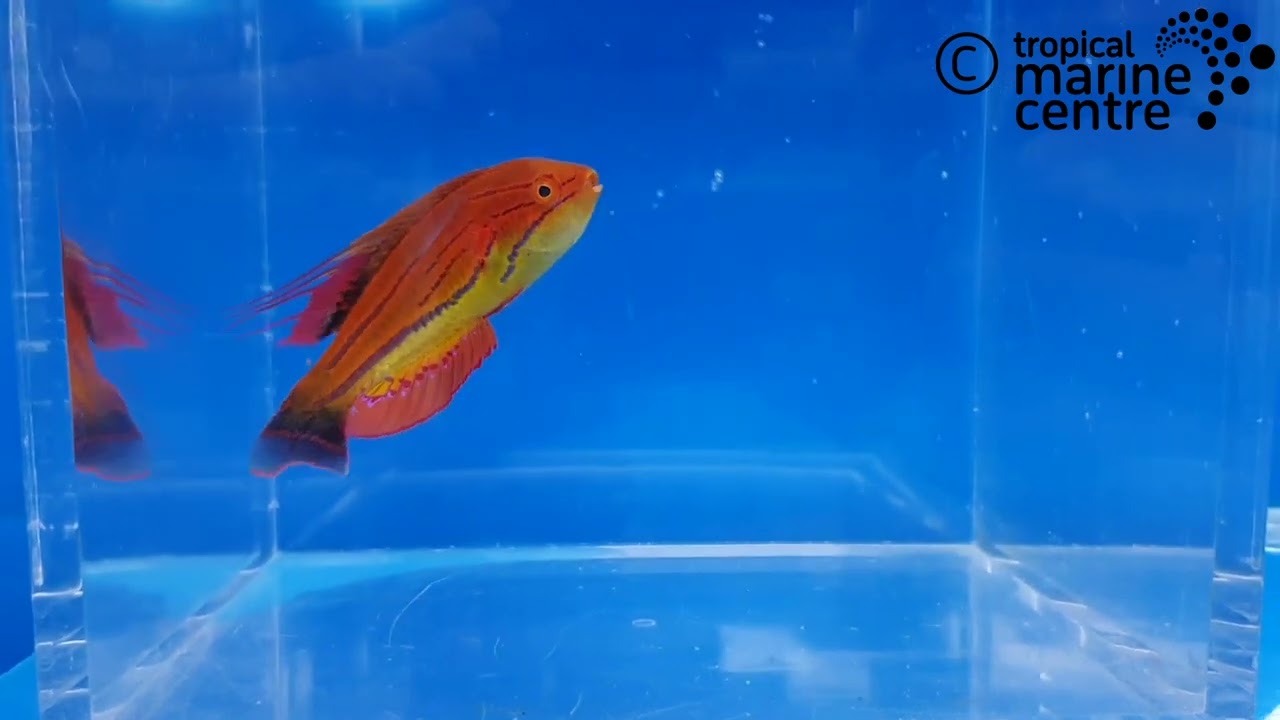 Blue Stripe Dwarf Parrot Hi Fin, Paracheilinus carpenteri