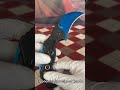 ALBATROSS FK002 Raptor Claw Knife with Blue Blade and Black Handle – Do You Like It?