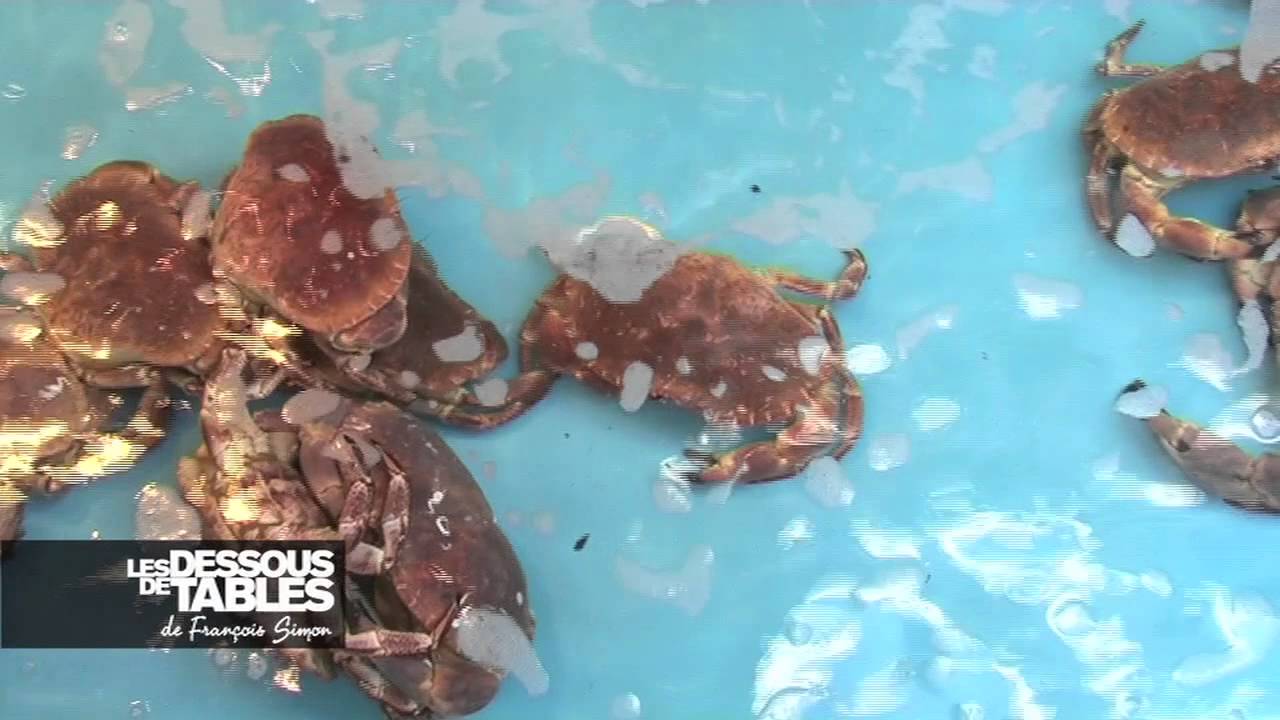 camera iphone 8 plus apk Tout Frais : Le crabe