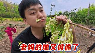 韩三姐地被偷了，赶紧抢摘槐花，老妈亲手做家乡槐花谷烂子太美味了。