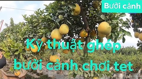 Kỹ thuật ghép bưởi cảnh chơi tết