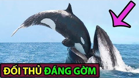 Cá Voi Lưng Gù: Đối thủ đáng gờm của Cá Voi Sát Thủ -Động Vật Facts #96