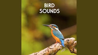 Bird Sounds - Morning Birds for Relaxation, Meditation, Yoga , Naturescapes, Forest Ambience...