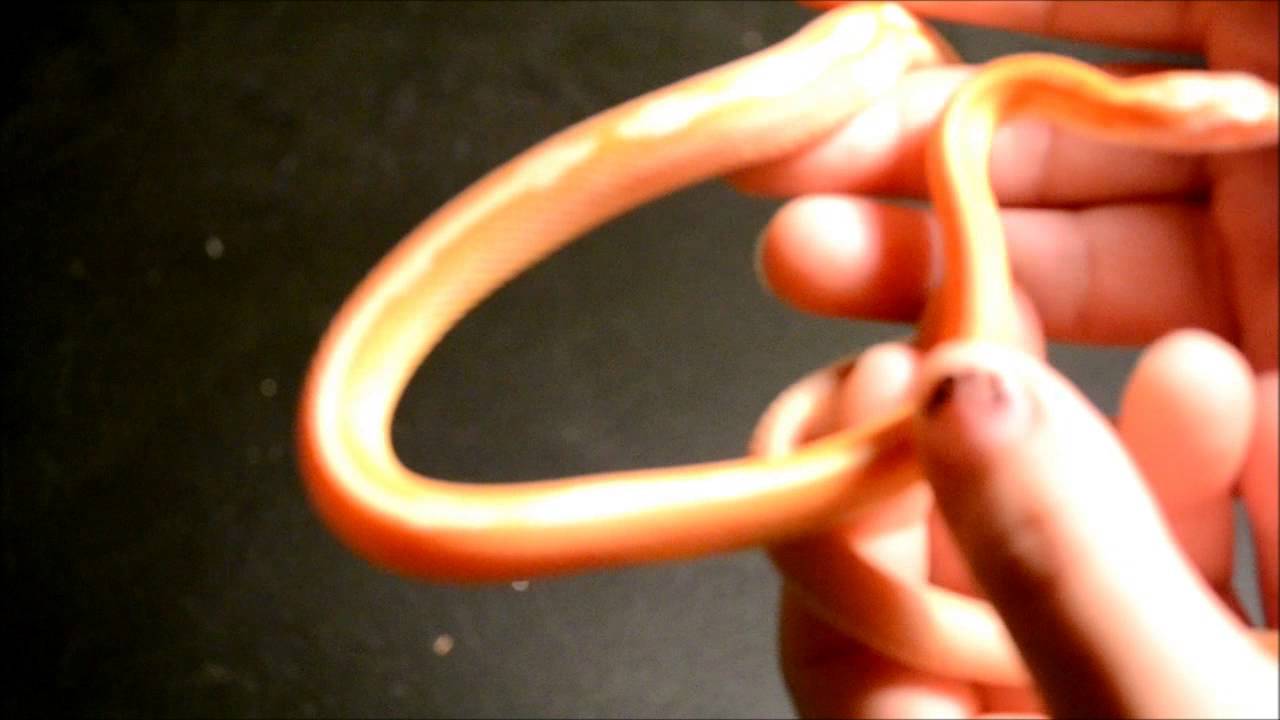 camera iphone 8 plus apk motley albino het for caramel and hypo corn snake