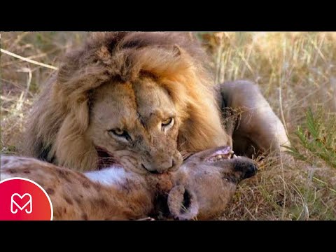 Video: Zašto lavovi mrze hijene?