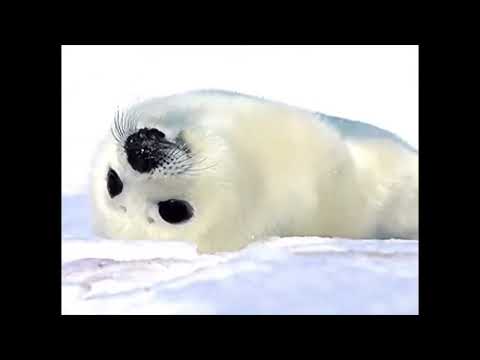 rare footage of speed saying “aww so cute”