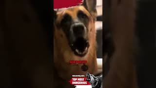 These dogs are a nightmare in the backyard! | Cesar's Top Most Dangerous