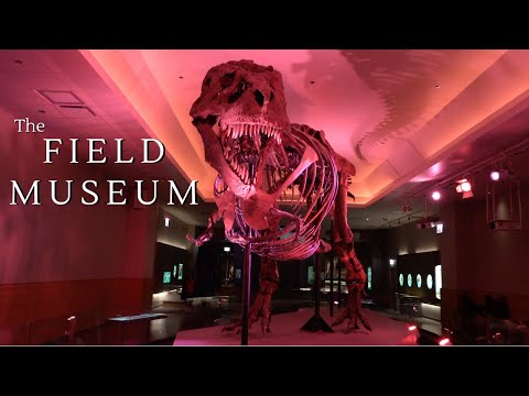 Vídeo: Una guia completa del Museu Field de Chicago