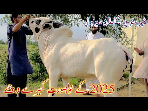 Big Kheera Beauty’s 2025 Collection || Dera Fouji Sultan Mirwal || Must Watch || #bakraeid FBL