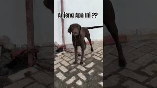 Anjeng Apa Ini ?? #Viral #Shortvideo #Anjing #Anjinglucu