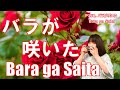 P150. 『バラが咲いた』 Bara ga Saita   複音ハーモニカ  by 柳川優子 Yuko Yanagawa Tremolo Harmonica 1000