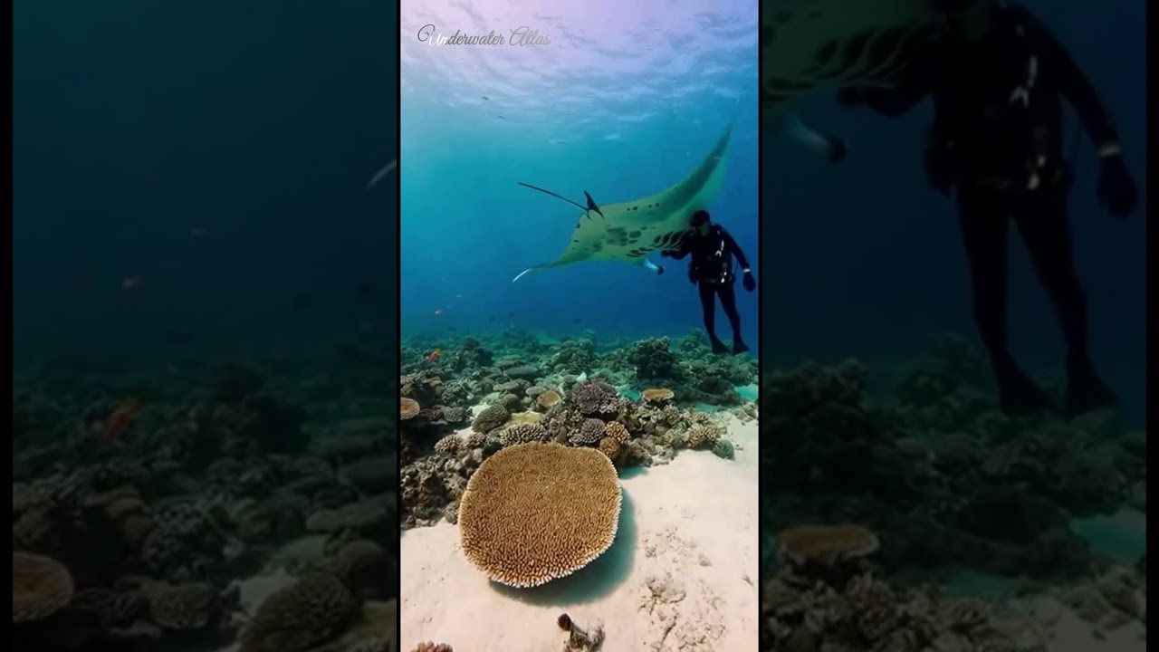 Manta Ray Encounter | Underwater Atlas 