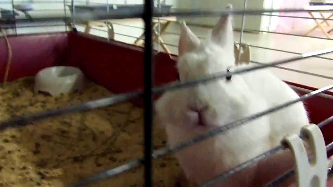 Маточник для кроликов калифорнийской породы. «Бурый кролик» (2003, США/Япония). Маточник для крольчихи. Включи видео кролики