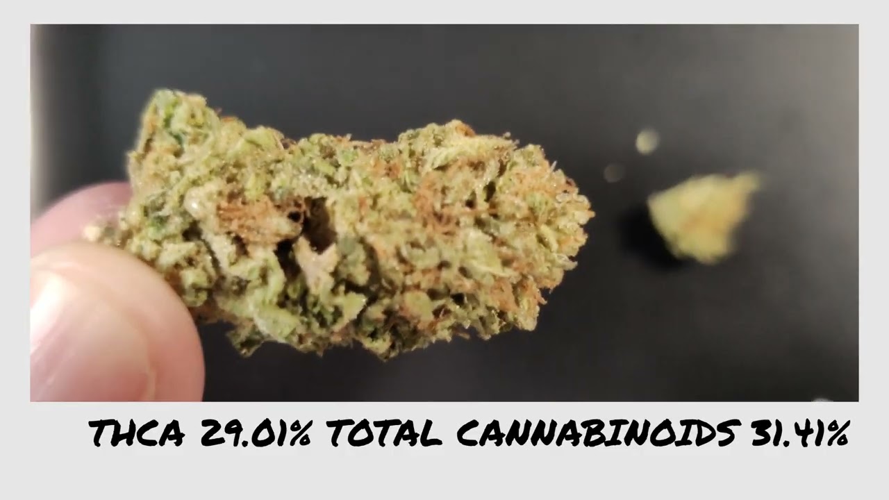 JKDistro White Tahoe Cookies Nug Shot