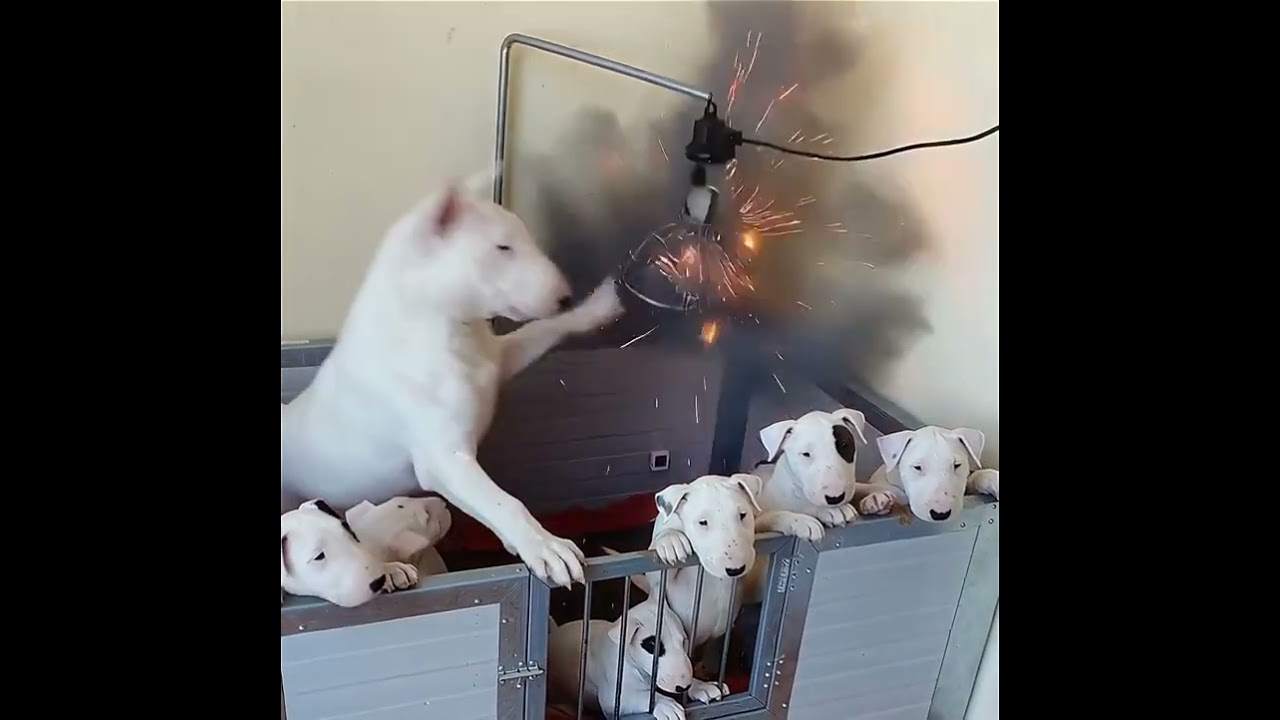 Amazing Dog #dogs #wildliferescue #wildlife #dogshorts #cute #doglife #dogvideos