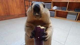 Amazing sound when marmot eats eggplant