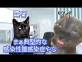 【神回】医者が絶句し、崩れ落ちた…私の身体に起きた「異常事態」#猫マニ#猫ミーム
