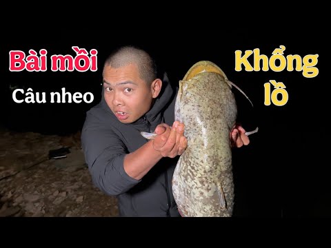 Bài Mồi Câu Cá Nheo Nhạy Nhất - Soi Đêm Lụm Gà