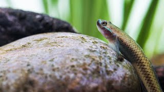 BEAUTIFUL LOW TECH AQUASCAPE FOR FRESHWATER GOBIES