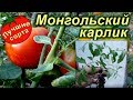 СЕМЕНА ТОМАТА МОНГОЛЬСКИЙ КАРЛИК (Лучшие сорта томатов)