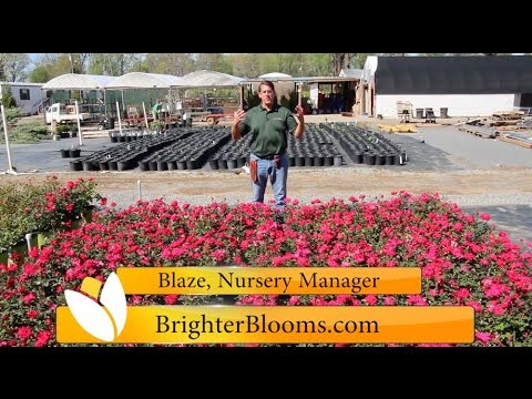 Double Knock Out Roses at Brighter Blooms Nursery