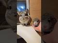 赤ちゃん自慢をするチンチラ