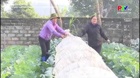 Liên kết sản xuất, tiêu thụ rau sạch theo tiêu chuẩn VietGAP