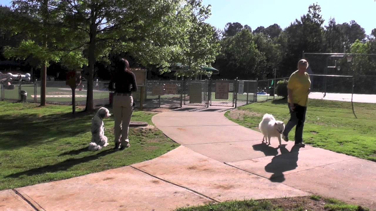 Dog Training, Gus, Aussie Doodle, Day 7: Distraction Training Dog Park, Stores puppy paradise