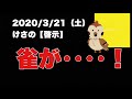 2020年3月21日けさの【啓示】雀が・・・！