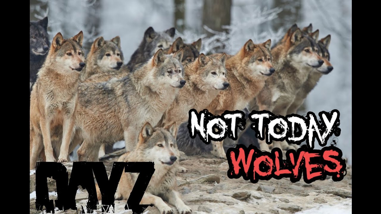 DayZ - Wolf Attack near Gieraltow Official Server #dayzgameplay #ps4 # ...