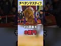 チベタンマスティフ　ショートver ライオンとされた犬　かわいそうな犬