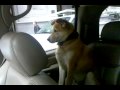 Dog Rolls Down Car Window!