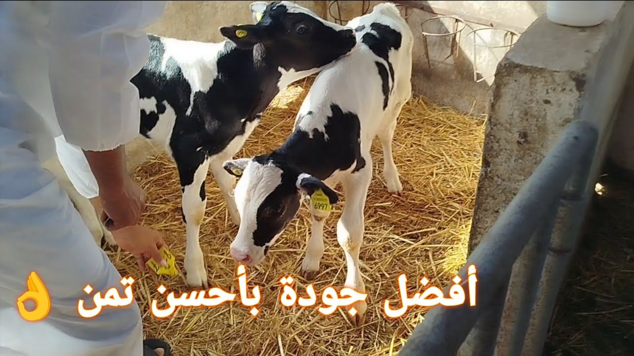 مشروع تربية العجول التسمين عشاق نبت الزين أحسن جودة بأحسن تمن الله الله على سلعة 👌