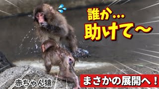 【パンチくん🐵】モテすぎて大変だ‼️赤ちゃん猿たちが追いかけて‥逃げ回るパンチにハプニングの連続💦