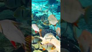 Huge aquarium under sunlight @OliverKnott_aquascaper