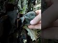 25 май 2026 г.Юдино ухо,ядливаКитайска черна дървесна гъбаAuricularia Auricula judaeСтарозагорскбани