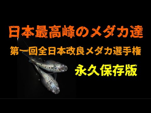 第一回全日本改良メダカ選手権　永久保存版　日本一のメダカイベントを刮目せよ！　夢中めだか・ピーシーズ主催の本気イベント　@rakumedaka 第1回全日本改良メダカ選手権