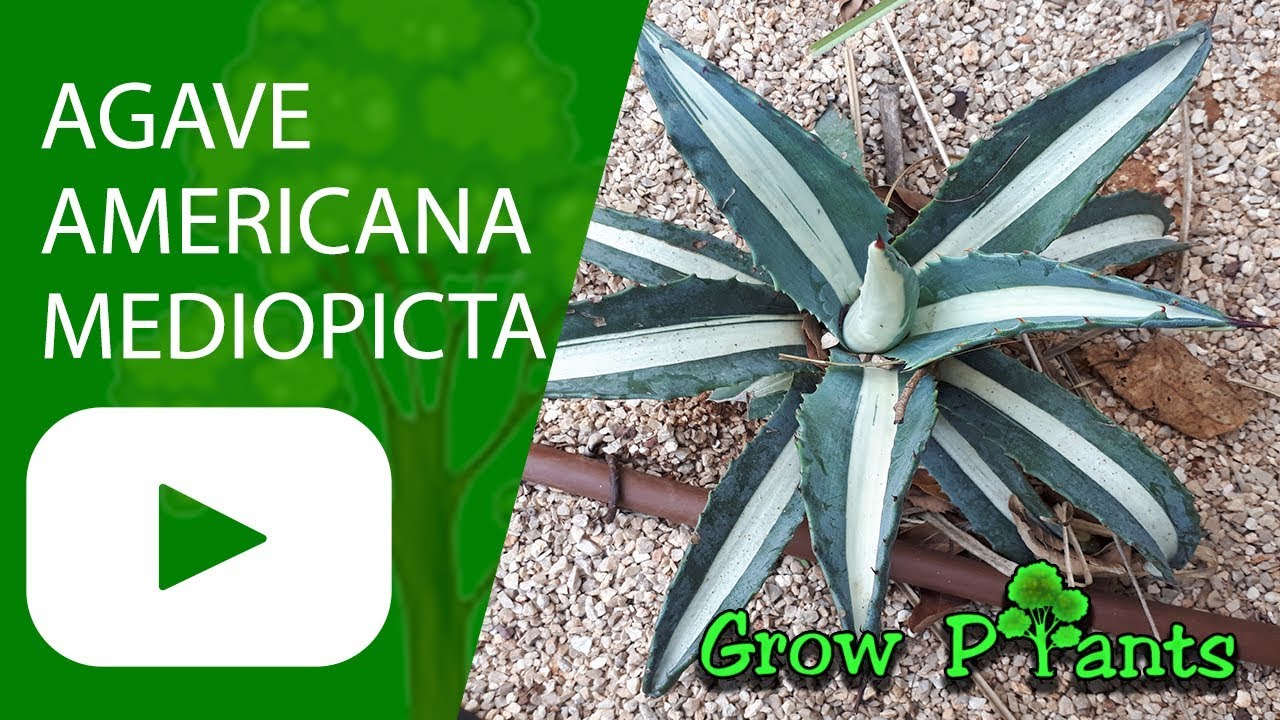 Agave americana Mediopicta aurea - How to grow & care