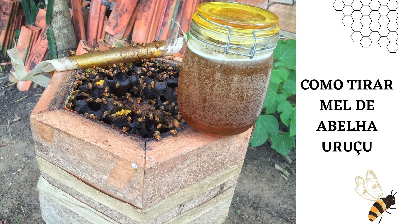 ✅Como tirar mel de abelha uruçu
