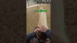 Exploring The Temperament Of Walking Horses