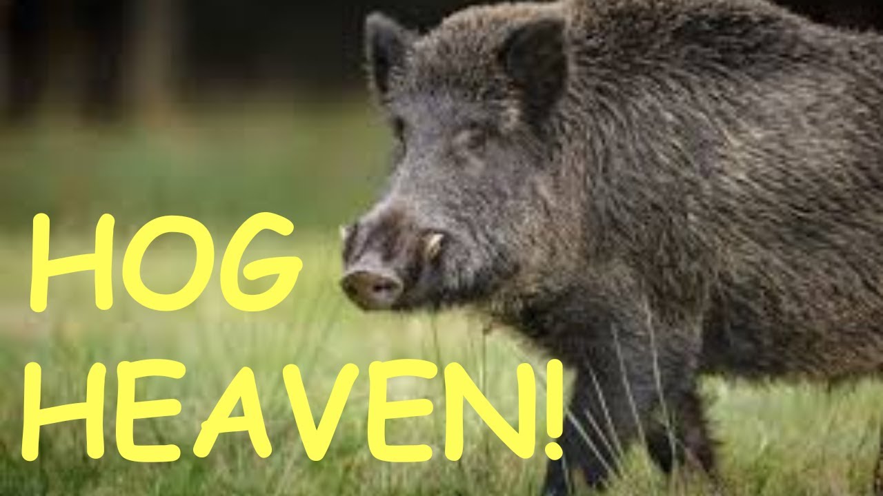 2023-11-12-hawg-heaven-youtube