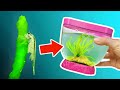 Growing seaweed in a seamonkey tank